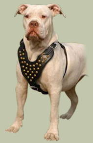 Studded Walking Dog Leather Harness for American Bulldog Studded Walking Dog Leather Harness for American Bulldog