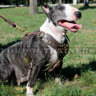 Bull Terrier Studded Walking Dog Leather Harness