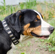 Unusual Dog Collars with Plates | Swiss Mountain Dog Collars UK