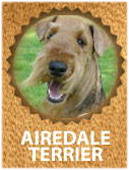 Airedale Terrier