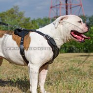 V-Neck American Bulldog Leather Harness for Dog Walking & Training