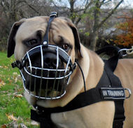 Boerboel Muzzle UK | Wire Dog Muzzle for Boerboel
Mastiff
