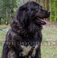 Training Large Leather Dog Harness for Caucasian Ovcharka