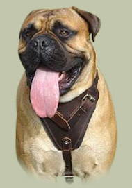 Bullmastiff Protection/Attack Leather Dog Harness H1 Bullmastiff Protection/Attack Leather Dog Harness H1