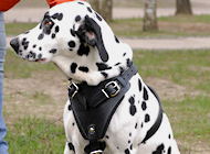 Dalmatian Protection/Attack Leather Padded Dog Harness Dalmatian Protection/Attack Leather Padded Dog Harness