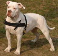 Leather Dog Harness for American Bulldog Tracking/Pulling Leather Dog Harness for American Bulldog Tracking/Pulling