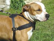 Amstaff Tracking /Pulling/Walking Leather Dog Harness Amstaff Tracking /Pulling/Walking Leather Dog Harness