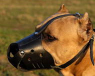 Everyday Leather dog muzzle for Amstaff Everyday Leather dog muzzle for Amstaff