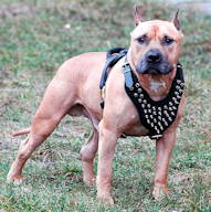 Amstaff Spiked leather dog harnesses UK Amstaff Spiked leather dog harnesses UK
