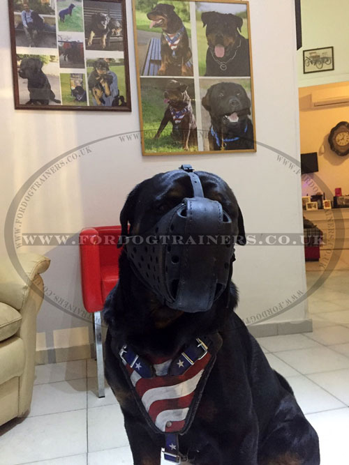 buy Quality Leather Dog Harness for Rottweiler