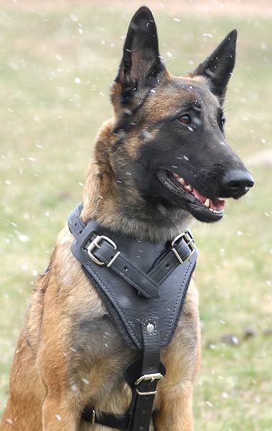 Agitation leather dog harness, black