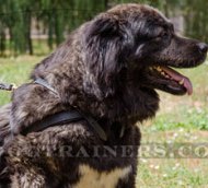 Stitched Leather Dog Pulling Harness for Caucasian Shepherd