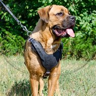The Best Dog Harness for Cane Corso Comfy Walking