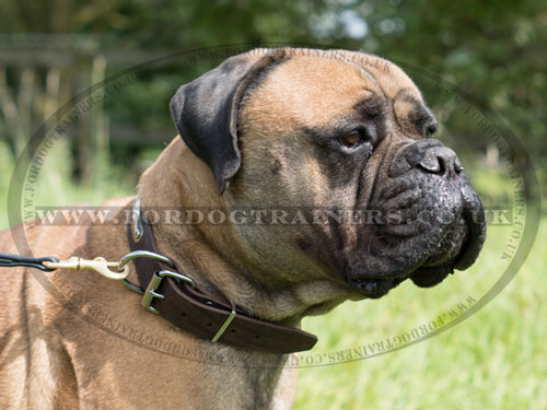 Buckle Dog Collar for Bullmastiff