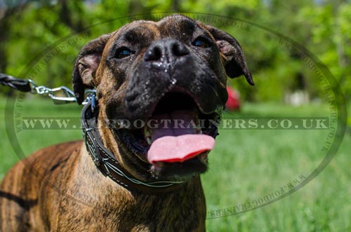Boxer Dog Training Collar