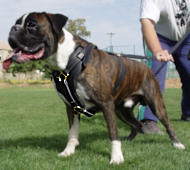 Handcrafted Padded Leather Harness for Boxer | Boxer Dog Harness