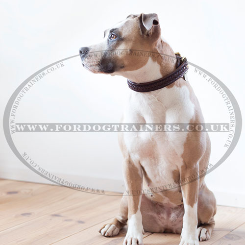 Amstaff Braided Leather Dog Collar