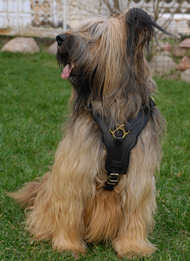 Exclusive Handcrafted Padded Leather Harness for Briard UK