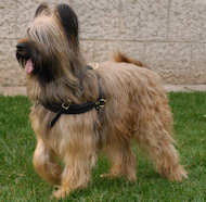 Briard Harness UK for Dog Weight Pulling and Dog Walking