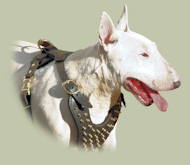 Bull Terrier Harness with Brass Spikes | Luxury Dog Harness