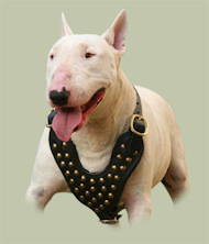 Bull Terrier Studded Walking Dog Leather Harness Bull Terrier Studded Walking Dog Leather Harness
