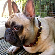 French Bulldog Walking Collar with Brass Spiked Design