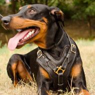 The Best Doberman Harness Choice, Padded Leather Y-Shaped Chest