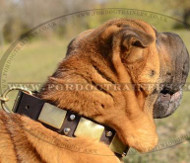 Decorated Leather Dog Collar for Shar Pei Online