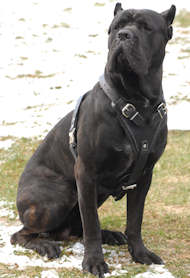 Best Agitation Leather Dog Harness UK for Cane Corso Best Agitation Leather Dog Harness UK for Cane Corso