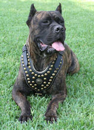 Royal Dog Studded Leather Harness for Cane Corso, Top Quality Royal Dog Studded Leather Harness for Cane Corso, Top Quality