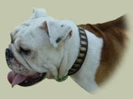 Attractive Wide Collar With Brass Plates for English Bulldog