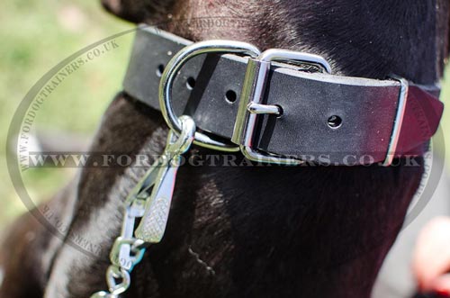 D Ring Leather Dog Collar for Big Dogs