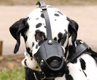 Everyday Leather dog muzzle for Dalmatian