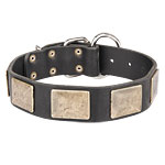 disigner dog collar