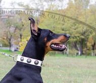 Neue Hundemode Halsband aus Weisses Leder fuer Do Neue Hundemode Halsband aus Weisses Leder fuer Do