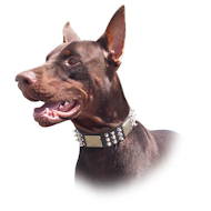 Uk+doberman