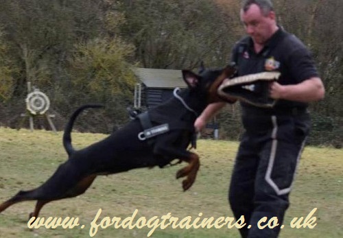 schutzhund training builer
