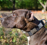 Dog Collar for Pitbull With Vintage Massive Plates