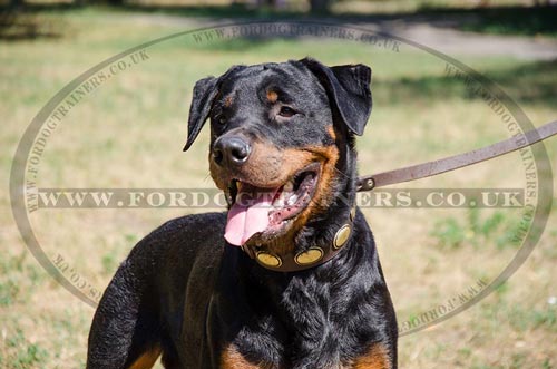 Leather Dog Collar for Rottweiler