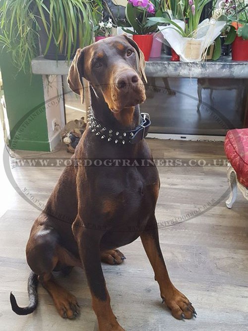 Doberman Collar with Spikes and Studs