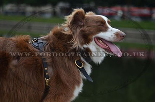Dog Leather Harness for Shepherd Dog Breeds