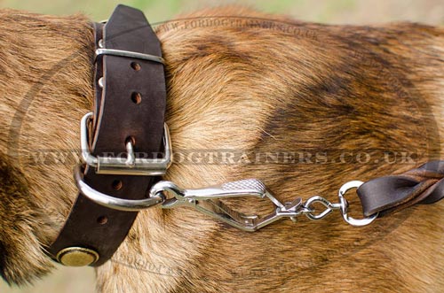 new dog collars for Belgian Malinois