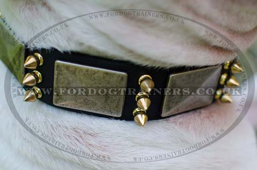British Bull Terrier Collar