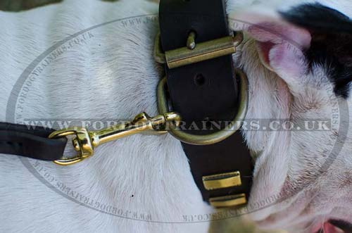 Leather dog collar for Bull Terrier
