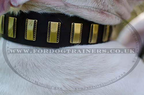 Bull Terrier collar