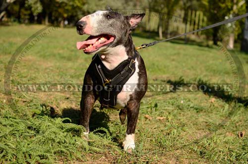 Best Dog Harness for Bullterrier