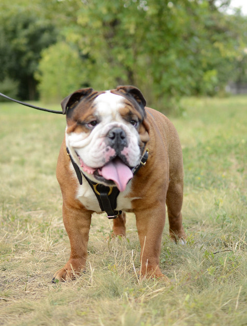 Bulldog Dog Harness with Chest Pad