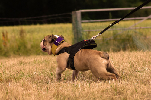 american bulldog harness