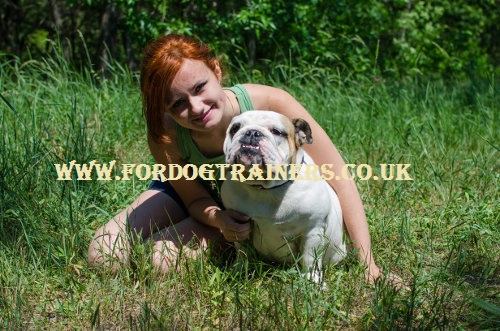 dog breeders uk