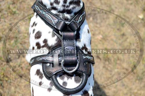 Dog harness with handle
